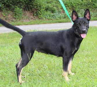 Barbie 42122, Shepherd, young, available for adoption