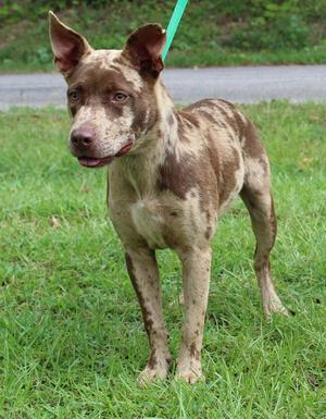 Prince 43933, Catahoula Leopard Dog, young, available for adoption