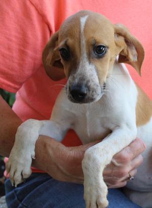 Pearl 44208, Treeing Walker Coonhound, puppy, available for adoption