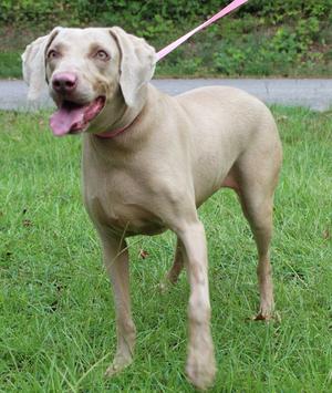 Sky 44088, Weimaraner, adult, available for adoption