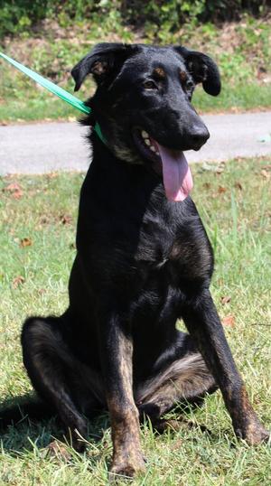 Alli 44147, Shepherd / Labrador Retriever, young, available for adoption