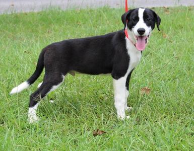 Bosco 44058, Labrador Retriever / Shepherd, puppy, available for adoption