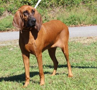 Clemmy 44469, Bloodhound, adult, available for adoption