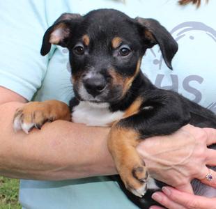 Bronco 44224, Retriever, puppy, available for adoption