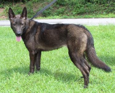 Shepie 43793, Shepherd / Husky, young, available for adoption