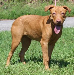 A brown dog standing on grass with its tongue out.