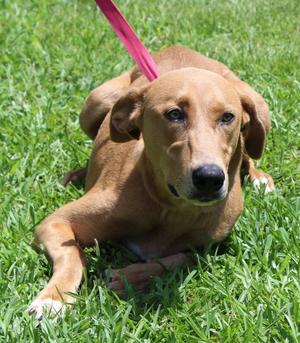 Mable 43873, Retriever, adult, available for adoption