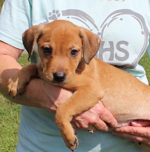 Maive 44331, Retriever, puppy, available for adoption