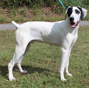 Cash 44471, German Shorthaired Pointer, young, available for adoption