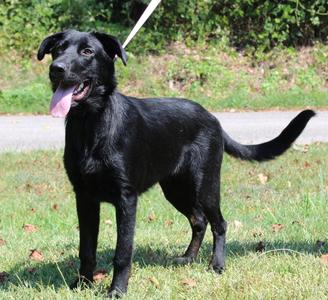 Gator 44143, Shepherd / Labrador Retriever, young, available for adoption