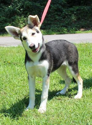Lou 43436, Husky, young, available for adoption