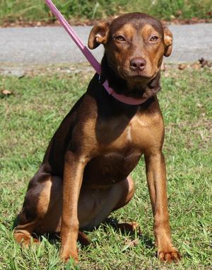 Bashful 44374, Doberman Pinscher, young, available for adoption