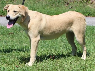 A light-colored dog standing on grass with its tongue out.