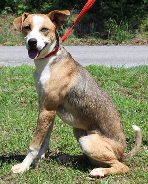 Reggie 43547, Shepherd, young, available for adoption