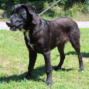 Patches 43544, Labrador Retriever, young, available for adoption