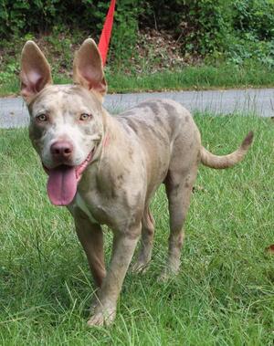 A light-colored dog with a pink tongue sticking out, standing on grass with a red leash attached to its collar.