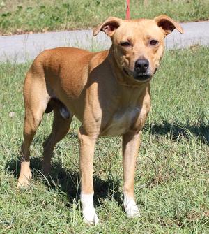 Johnny Cash 44388, Mountain Cur, adult, available for adoption