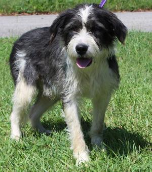 Skipper 44367, Terrier, adult, available for adoption