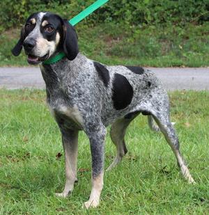 Odin 43906, Bluetick Coonhound, young, available for adoption