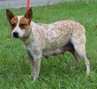 Nova 43796, Red Heeler, adult, available for adoption