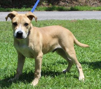 Gus 43838, Terrier, young, available for adoption