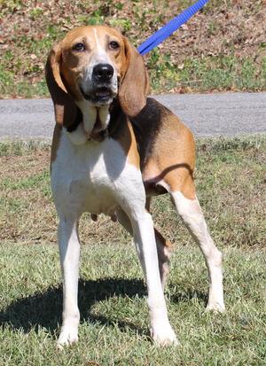 Ruby 44163, Treeing Walker Coonhound, adult, available for adoption