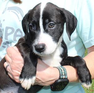 Rudie 44336, Retriever, puppy, available for adoption