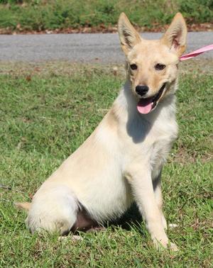 Myer 44466, Shepherd, young, available for adoption