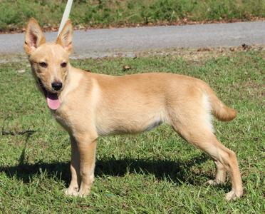 Annie 44465, Shepherd, young, available for adoption