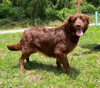 Belle 43502, Retriever, adult, available for adoption