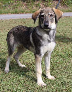 A brown and white dog standing on grass