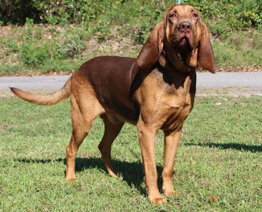 Preacher 44468, Bloodhound, adult, available for adoption