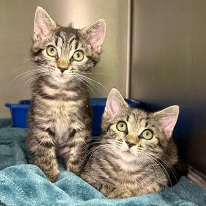 Lucy, kitten, available for adoption