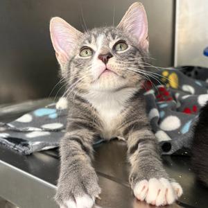 Sage, kitten, available for adoption