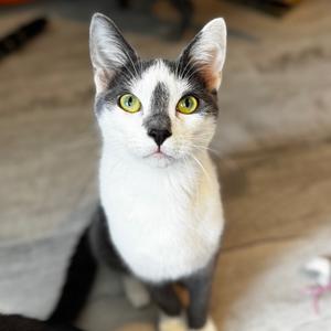 Freckle, adult, available for adoption