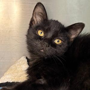 Sweet Pea, kitten, available for adoption