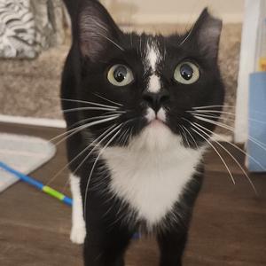 Lila, adult, available for adoption