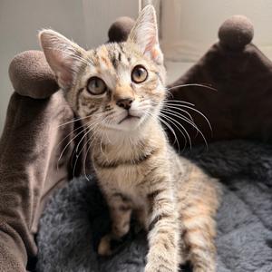 Susie, kitten, available for adoption