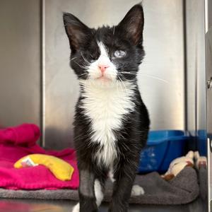 Goose, kitten, available for adoption