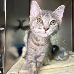Sadie, kitten, available for adoption