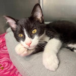 Milo, kitten, available for adoption