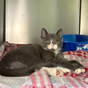 Eli, kitten, available for adoption