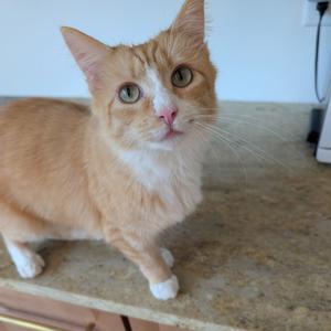 An orange and white cat standing on a countertop, looking directly at the camera.