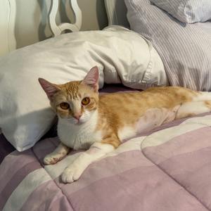 An orange and white cat lying on a bed with pillows and a striped blanket.