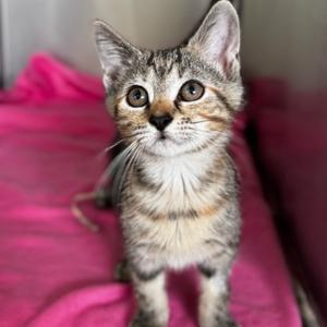 Rosie, kitten, available for adoption