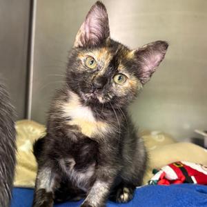 Mocha, kitten, available for adoption