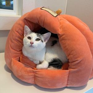 Nubbin, kitten, available for adoption