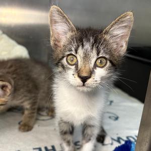 Captain, kitten, available for adoption