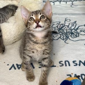 A tabby kitten with large eyes and a surprised expression, sitting on a patterned blanket.