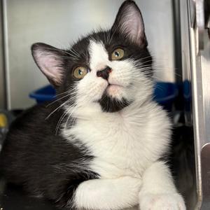 Rosemary, kitten, available for adoption